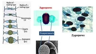 La classification  des champignons