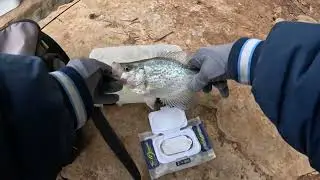 Percy Priest Lake Is DROPPING!! Catch Crappie Here, Filled Bucket 9 TIMES!!