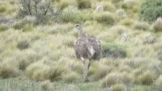 Choique - Rhea pennata