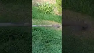 Perfect Sidewalk and Pathway Lawn Edges ✨ | #lawncare #trimming