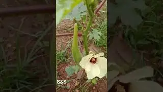 vegitable garden #farming #gardening #harvest #garden #plants #shortvideo #shorts #love #pets #cute
