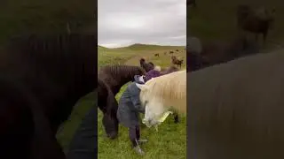 Icelandic HORSE Creates MASTERPIECE 🎨  🇮🇸 🐴