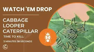 Newly Hatched Cabbage Looper Caterpillar | Dead in 3 Minutes 38 Seconds with Protection Plus