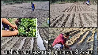 gobhi ki kheti | गोभी की रोपाई, खेती की तैयारी, नर्सरी से पौध निकलना और खेत मे पानी | PraveenThakur