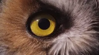 The Owls of Montana - Episode 1