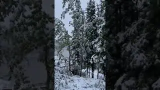 Snow in August Denali Alaska