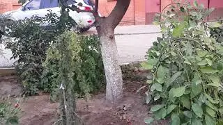 Ландшафт у дома: сажаю можжевельник хорстман