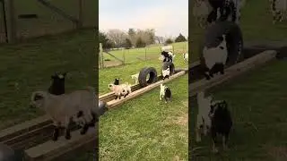 The Ultimate Baby Goat Playground &mdash; 5-Star Entertainment! #BabyGoats #FunnyAnimals #GoatLife