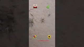#chhoti makadee  #little spider 🕷 #rang birangee makadee #color ful spider 🕷