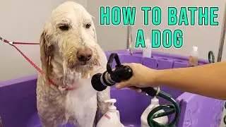 Bathe A Dog | Golden Doodle Bath
