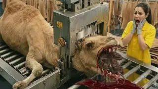 The $1,000,000 Camel Leather Empire: Full Factory Process from Raw Hide to Elite Luxury Fashion
