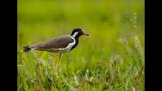 Red wattled Lapwing Calling 肉垂麦鸡