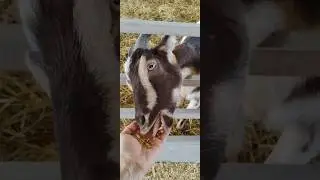 Ohio State Fair petting zoo feeding goats 🐐🐐🐐 #fair #animals