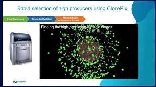 Selection of high producing mammalian cells secreting non-mAb proteins workflow  - SynBioBeta