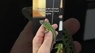 Everyone needs a reptile!