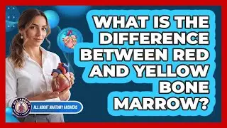 What Is The Difference Between Red And Yellow Bone Marrow?