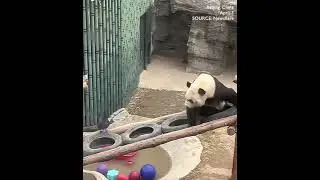 Hilarious moment: defiant panda fights back against persistent crow's pecking at Beijing Zoo