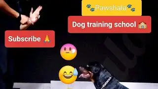 HOW TO TRAIN A DOG? THE Gun 🔫 COMMAND.100000% POSITIVE RESULTS GUARANTEED.🐾 Pawshala 🐾  #dogtraining