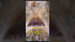 The Hairy Frogfish is...Weird