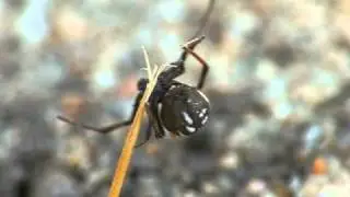 Latrodectus tredecimguttatus (Theridiidae)