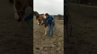 Clicker training cheval qui fouille dans les poches