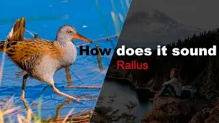 Rallus