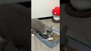The Box Cutter I Didn&rsquo;t Know I Needed #Pestfen #catlover #catproducts  #cardboardcutter #diycattoys