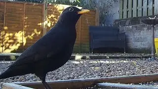 A male blackbird feeding on the seed catcher tray #birds #birdvideo #blackbirds