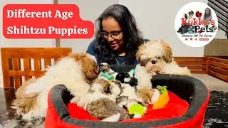 Shihtzu puppies updates different ages🐶❤️ #shihtzu #puppies #malayalam #bangalore #pets #kukkuspets