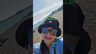 SEAGULLS - STOP IT NOW #uk