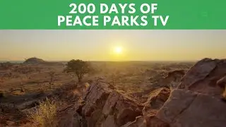 200 Days of Peace Parks