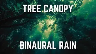 BINAURAL RAIN THROUGH A CANOPY OF TREE BRANCHES WITH SILKEN BROWN NOISE | 12 Hours | Black Screen |