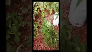 Growing weed plant outdoors 2019