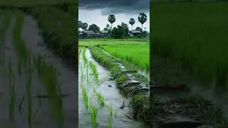 Peaceful green rice field full of fish. #survival #fishing #primitiveplus #nature #fishfarming