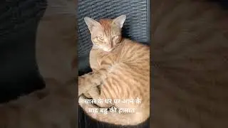 सास बहू शॉर्ट्स#trending #fun#shortsfeed#catshorts #funny #Masti#Joy
