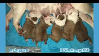 Hungry Nursing Puppies Part 2 | Newborn puppies feeding | Bulldog puppies | 7 days old OEB puppies