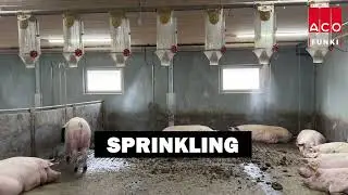 Spraying systems for pig farming