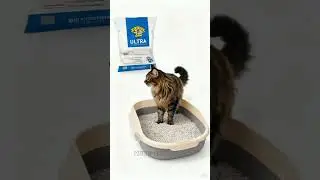 Best Cat Litter for Odor Control Dr  Elsey&rsquo;s Ultra Litter Review