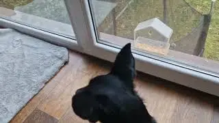 Minpin weenie mix calmly observing some great tits feeding