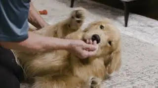 BISSELL BarkBath | 730 Eddy Studios Video Production