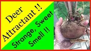 Best Way to ATTRACT DEER to Your Property