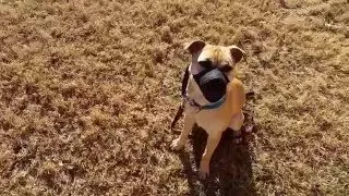 Step 1- Socializing dogs that are Dog Aggressive Puggle shelter rescue