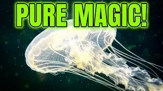 Jellyfish Aquarium: A Mesmerizing Underwater Journey 🌟🌊