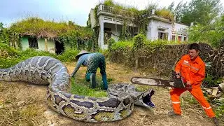 No One Warned Us About This In The Abandoned House - Terrifying Encounter With a GIANT 100kg Python.