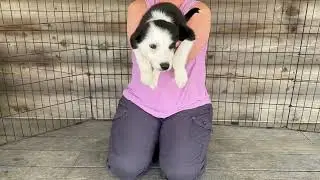 Kaigan Kennels Border Collies 5-2023 Ruby Girl Dark Yellow