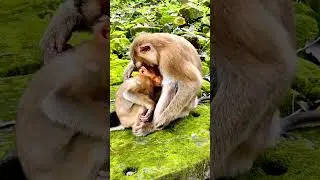 A Newborn Monkey&rsquo;s World Is Measured by Warmth and Trust 🤍🐵