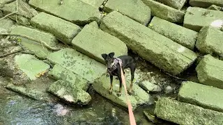 remy the manchester terrier takes a dip