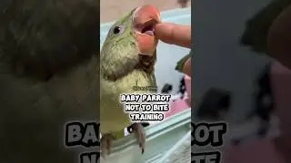 Baby Parrot Not To Bite Training #babyparrot #parrotbaby #parrottraining #rawparrot #goluandmimmi