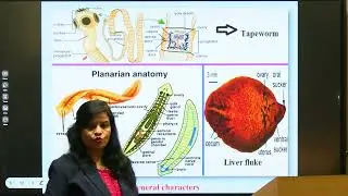 Phylum Platyhelminthes By Dr  Shaveta Bharti || BSc || LUCKY INSTITUTE OF PROFESSIONAL STUDIES ||
