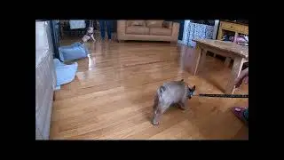 Multi dog issues puppy facing forward